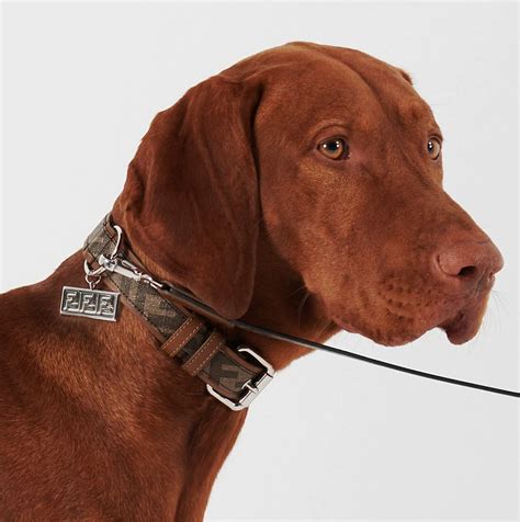 fendi leash and collar|designer inspired dog collar.